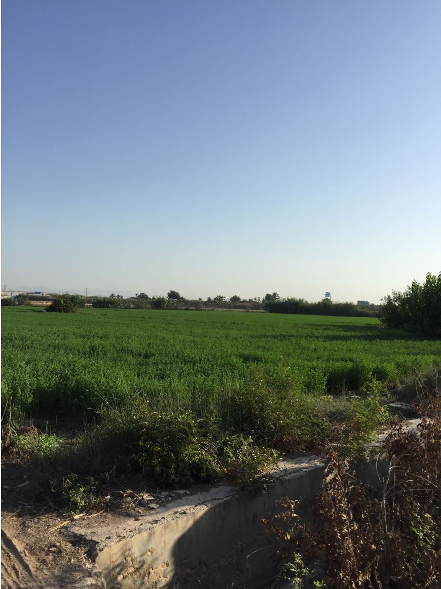 Finca rústica en ALMORADI imagen 1