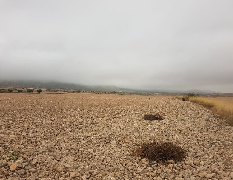 Finca rústica en JUMILLA imagen 1