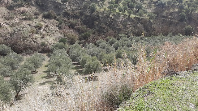 Finca rústica en GRANADA imagen 1