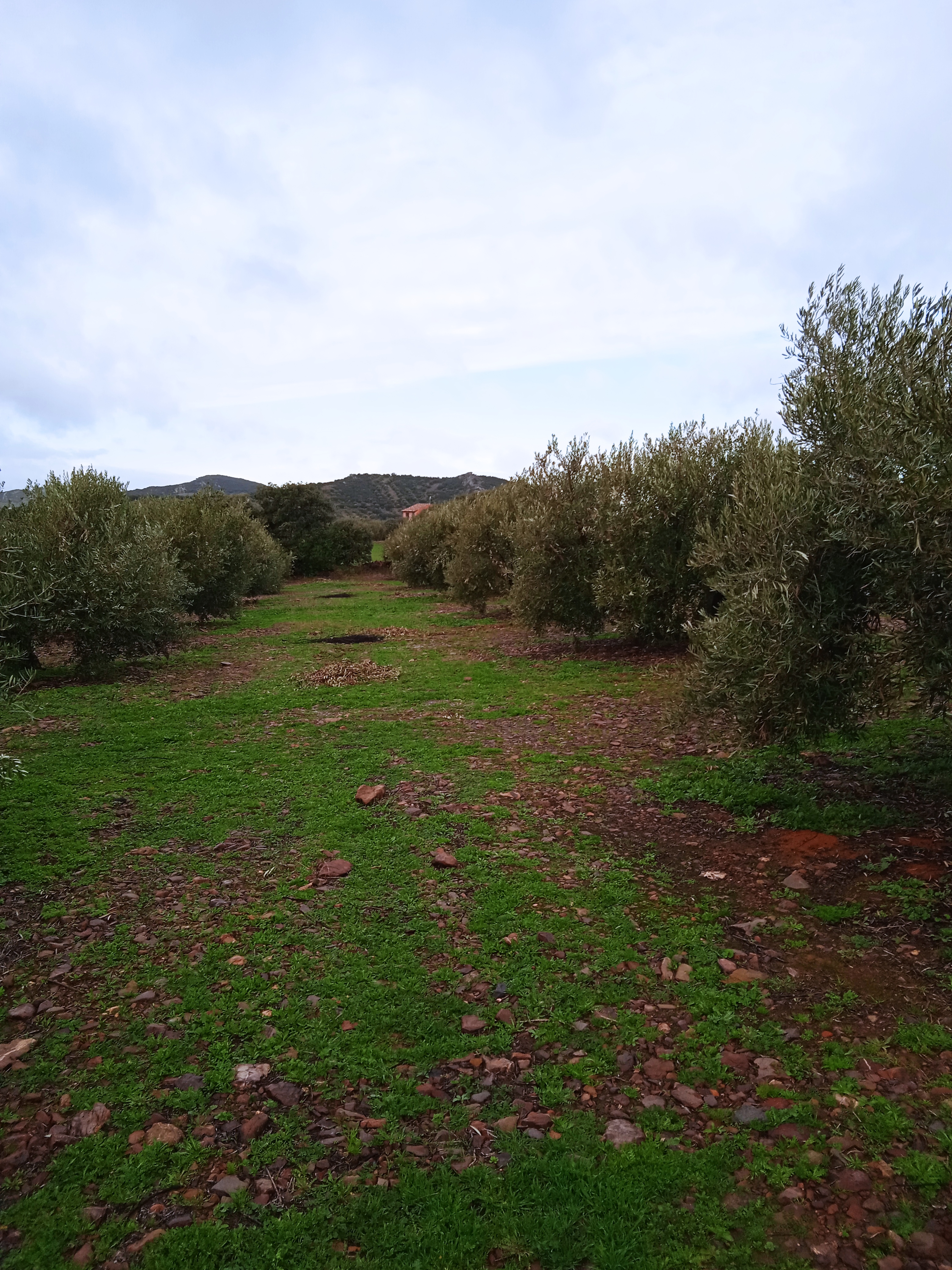 Finca rústica en CASTELLAR DE SANTIAGO imagen 1