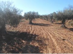 Finca rústica en MINGLANILLA imagen 1