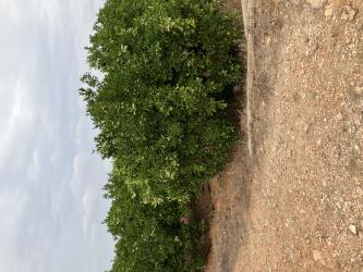 Finca rústica en PEDREGUER