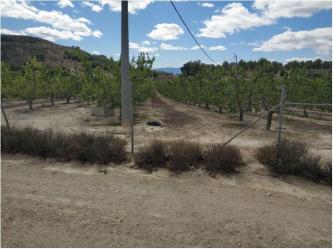 Finca rústica en VILLANUEVA DEL RIO SEGURA