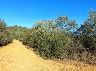 Finca rústica en EL RONQUILLO