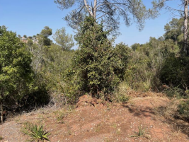 Solar en TORRELLES DE LLOBREGAT