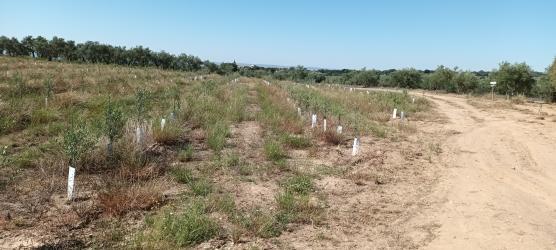 Finca rústica en TEJEDA DE TIETAR