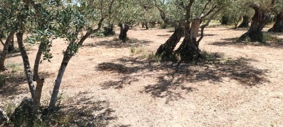 Finca rústica en TEJEDA DE TIETAR
