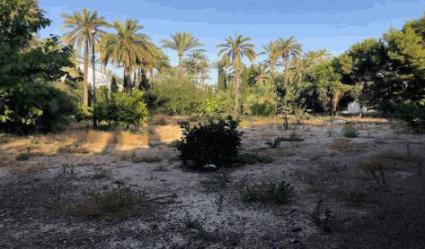 Otros en ELX/ELCHE