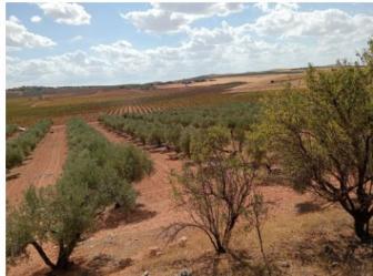 Finca rústica en VALDEPEÑAS