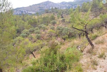 Finca rústica en CASTELL DE CASTELLS