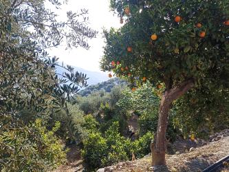 Finca rústica en PINAR (EL)