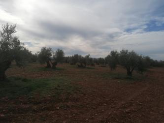 Finca rústica en TORRENUEVA