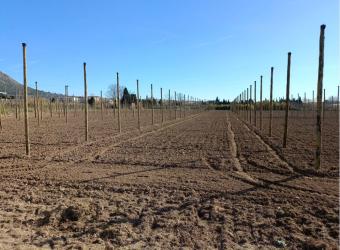 Finca rústica en ULLA