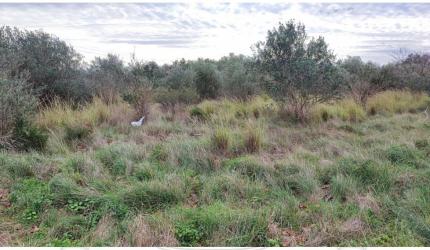 Finca rústica en ALZIRA